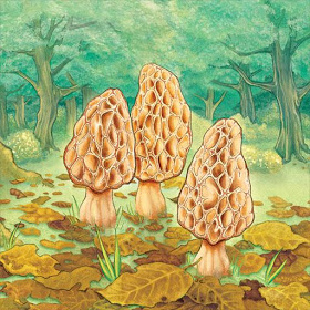 Morels Apk Download v1.00.01 Paid Latest